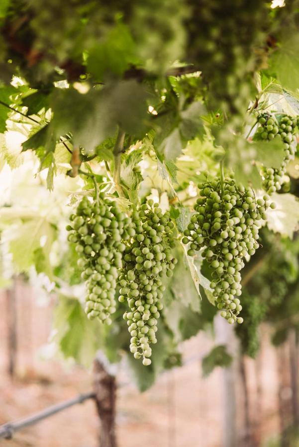 B&B Le Corone - Chalet Nel Bosco Cavalo エクステリア 写真